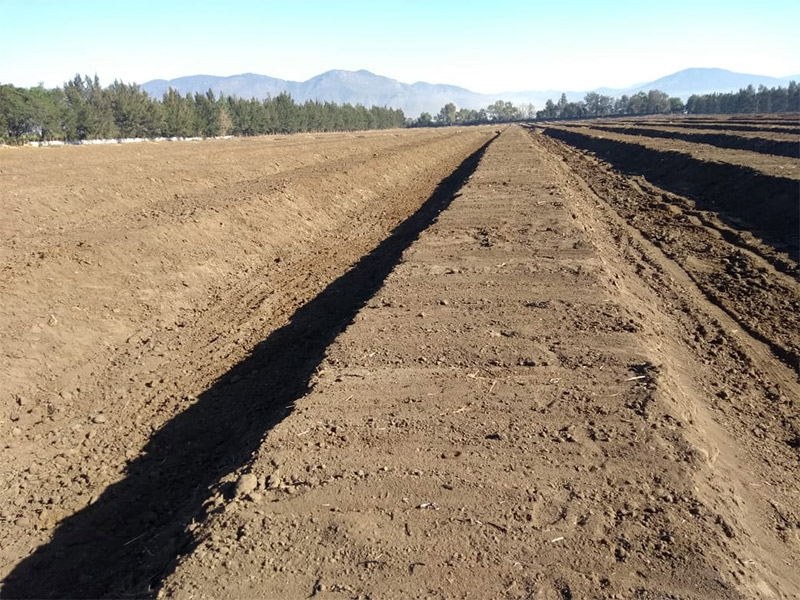 Proyecto de agroindustria: encamados para la siembra de agucate